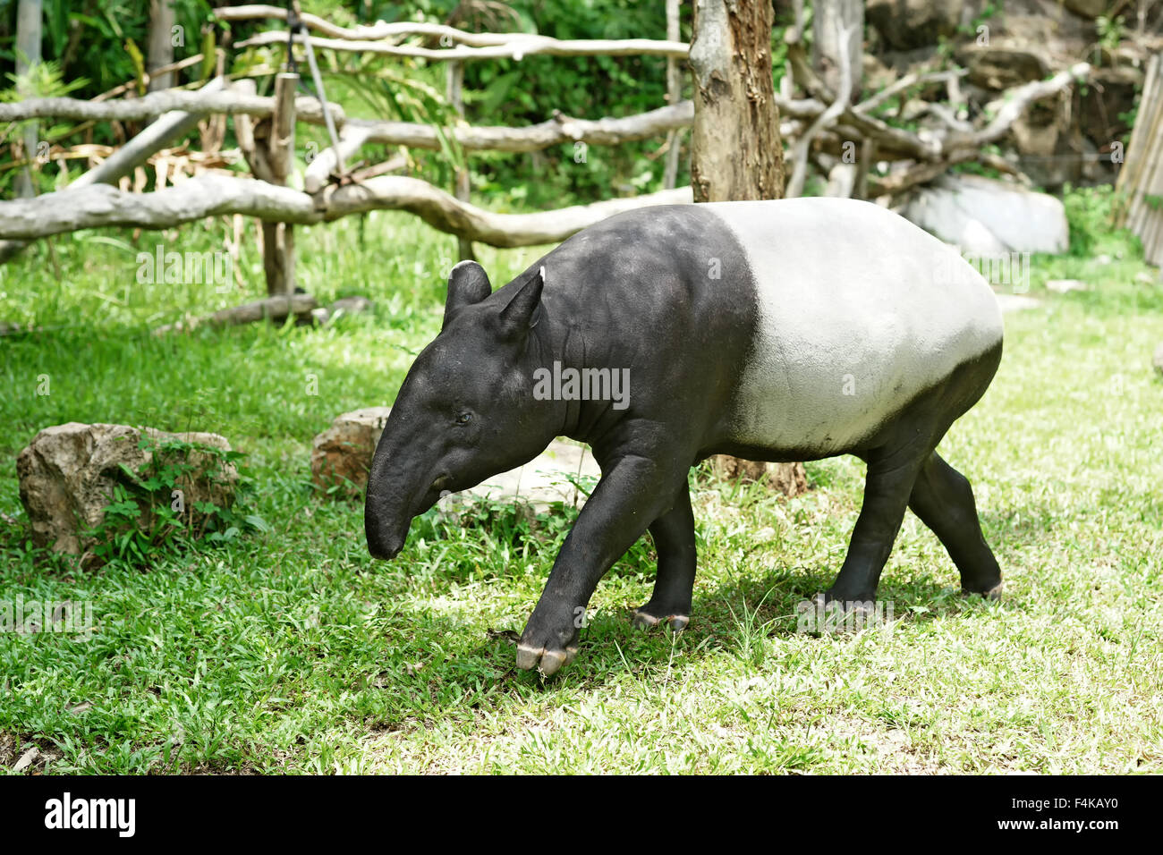 malayan tapir in the zoo Stock Photo