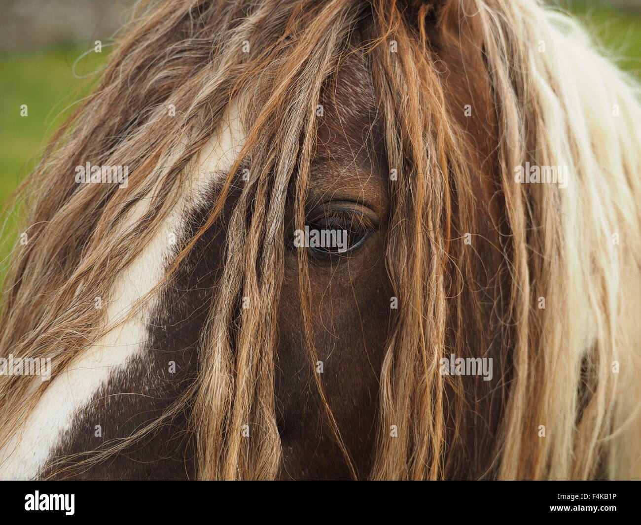 closeup of brown and white piebald horse with extra long mane and
