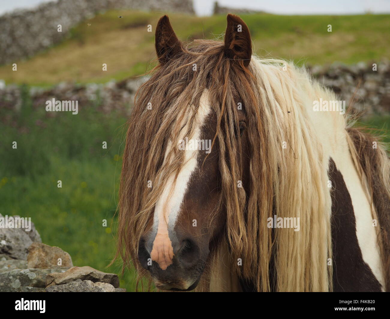 3/4 view of brown and white piebald horse with extra long mane and fringe like tresses covering