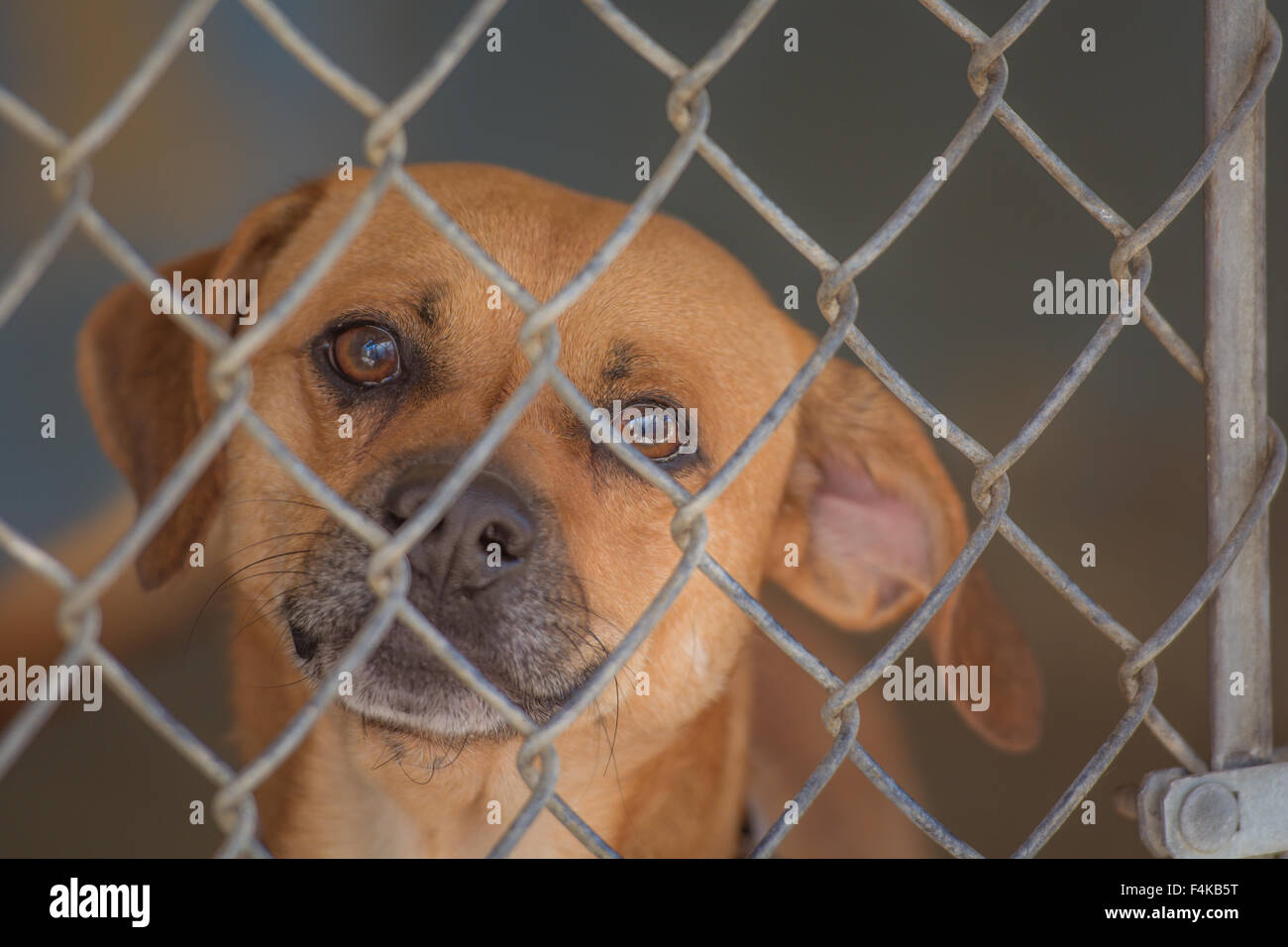 Dog looking through chain link fence Stock Photo