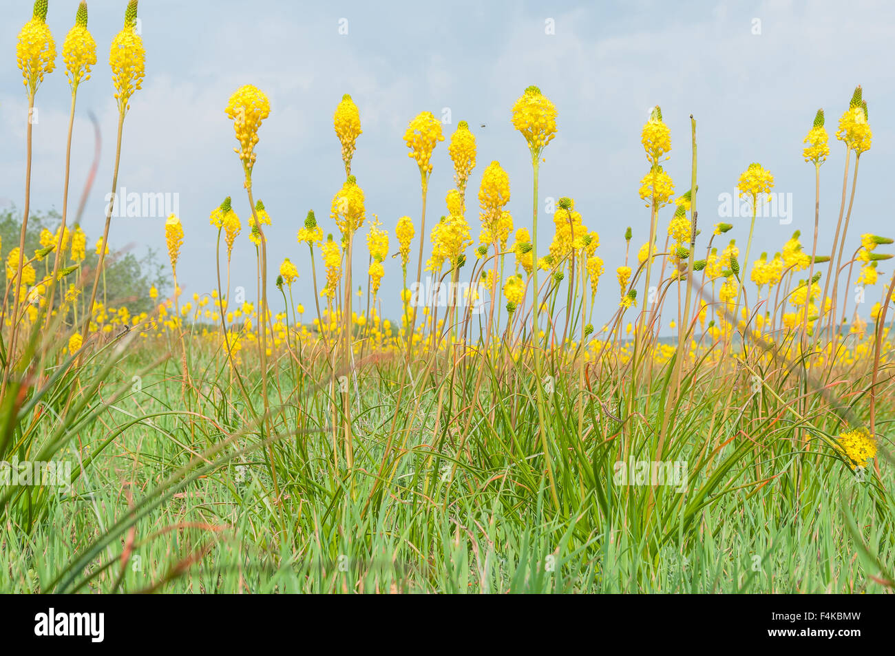 A field of Yellow Kastert (cats tail), Bulbinella nutans, at Matjiesfontein farm near Nieuwoudtville Stock Photo