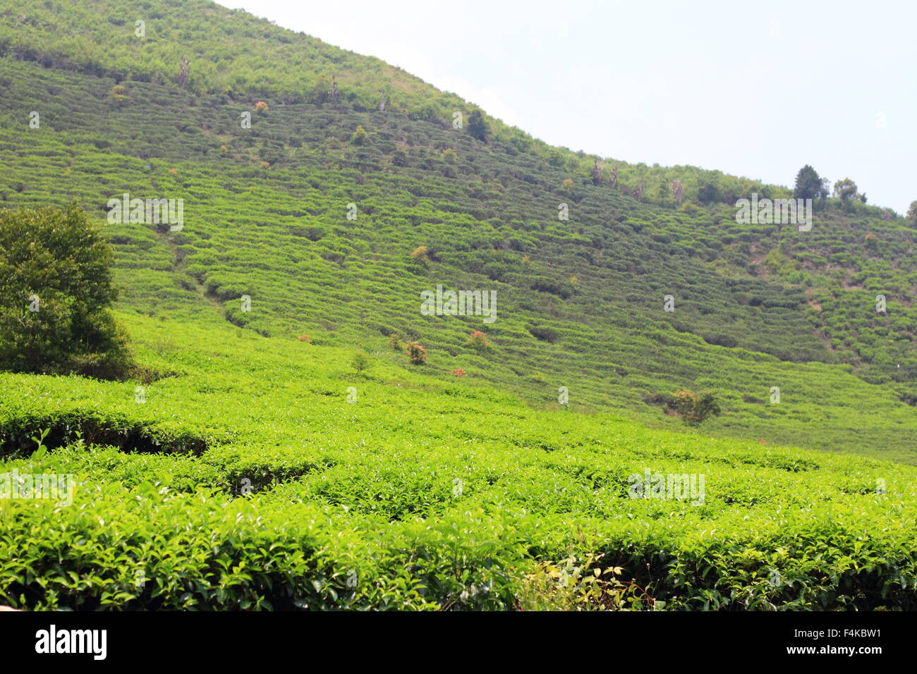 Tea plantation in Sumatra Island, Indonesia Stock Photo