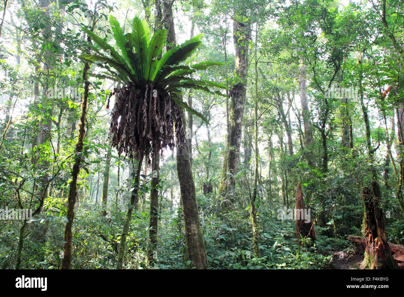 Tropical rainforest of Mt.Kerinci,Sumatra,Indonesia Stock Photo