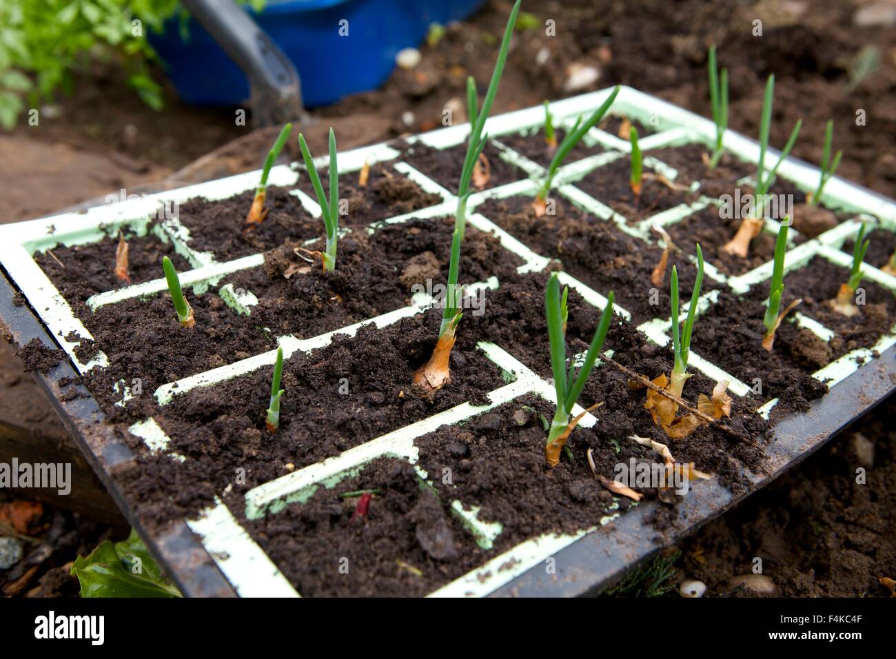 onion seedlings in a seed tray ready for planting out Stock Photo Alamy