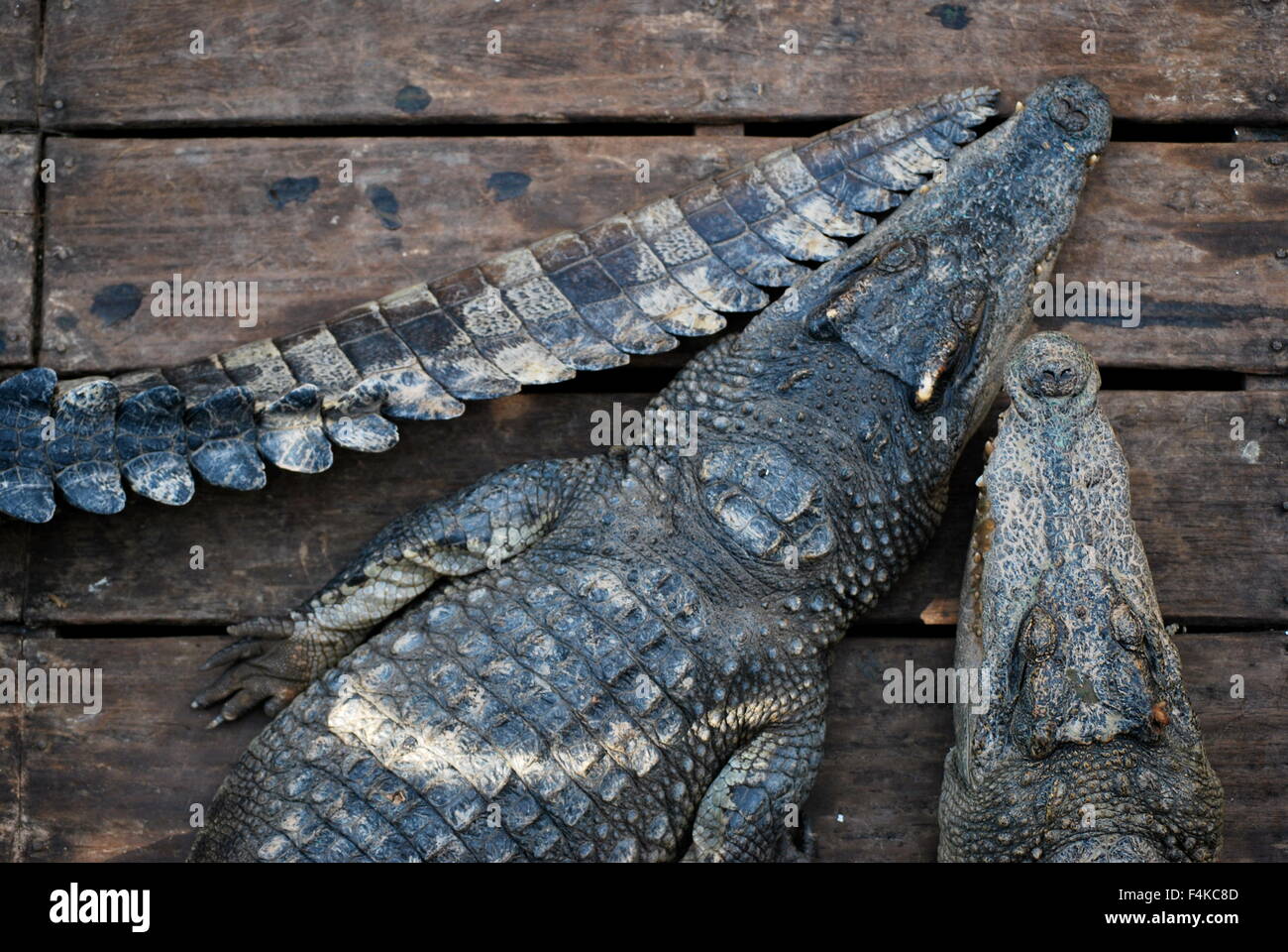 Crocodile tail Cut Out Stock Images & Pictures - Alamy
