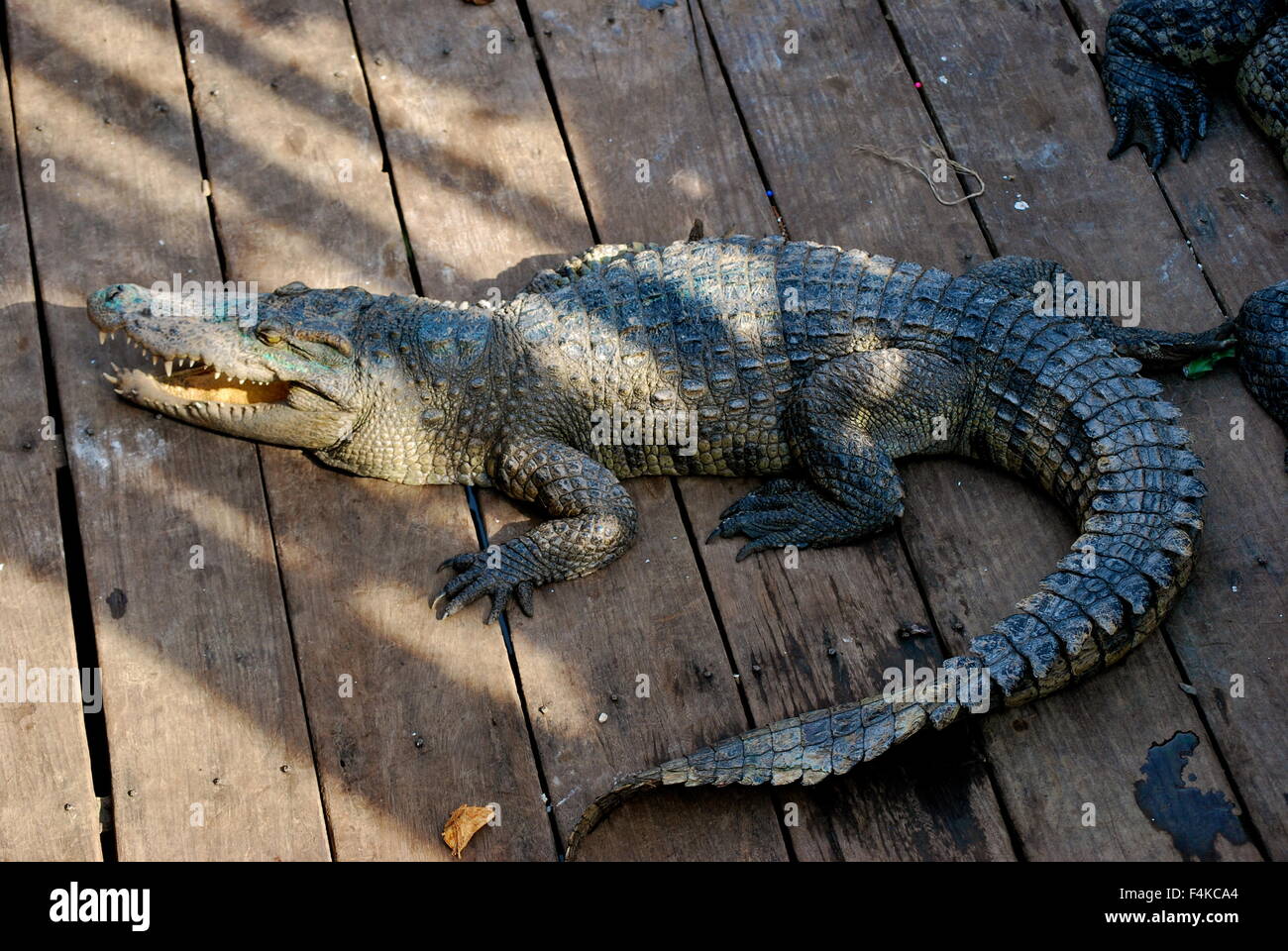 Saltwater Crocodile At A Floating Village On Tonle Sap River Cambodia Stock Photo Alamy