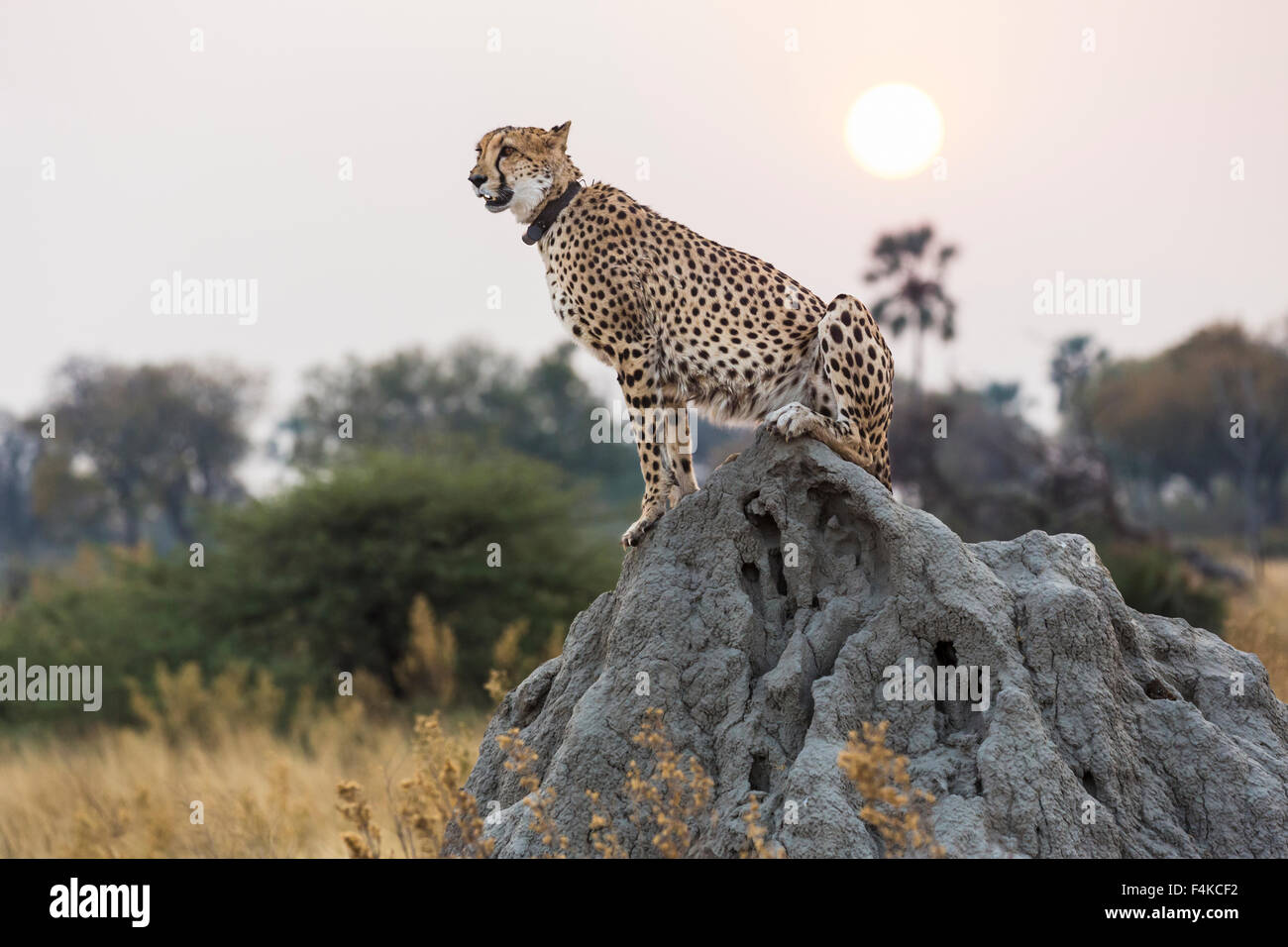 Female cheetah (Acinonyx jubatus) sitting on a termite mound at sunset, Sandibe Camp, Okavango Delta, Botswana, southern Africa Stock Photo