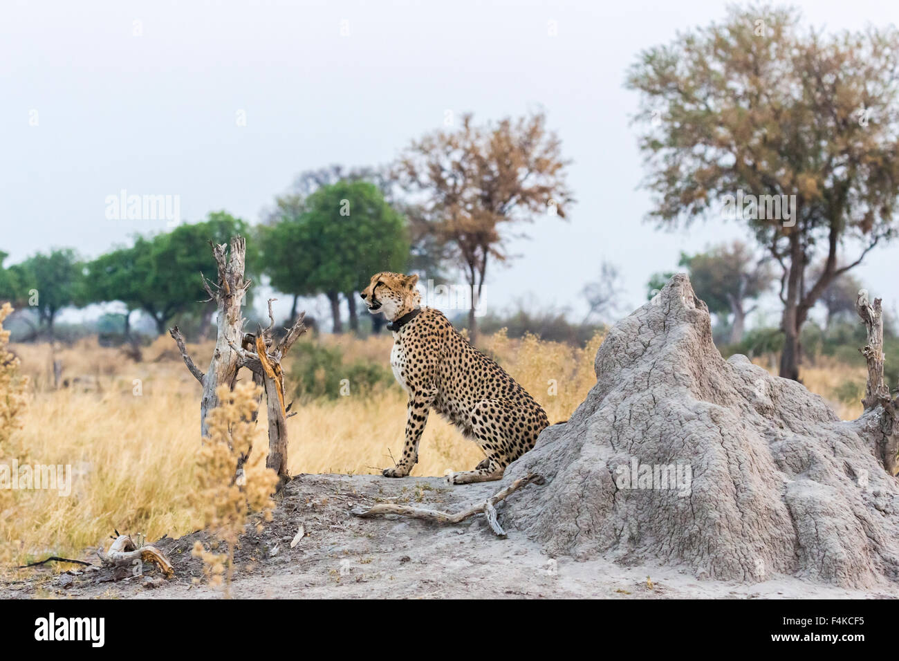 Cheetah (Acinonyx jubatus) plagued by a swarm of flies sitting by a termite mound, Sandibe Camp, Okavango Delta, Kalahari, Botswana, southern Africa Stock Photo