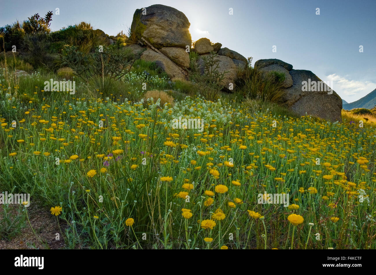 Desert Marigolds, (Baileya multiradiata), Embudo canyon, Sandia mountains, new Mexico, USA. Stock Photo