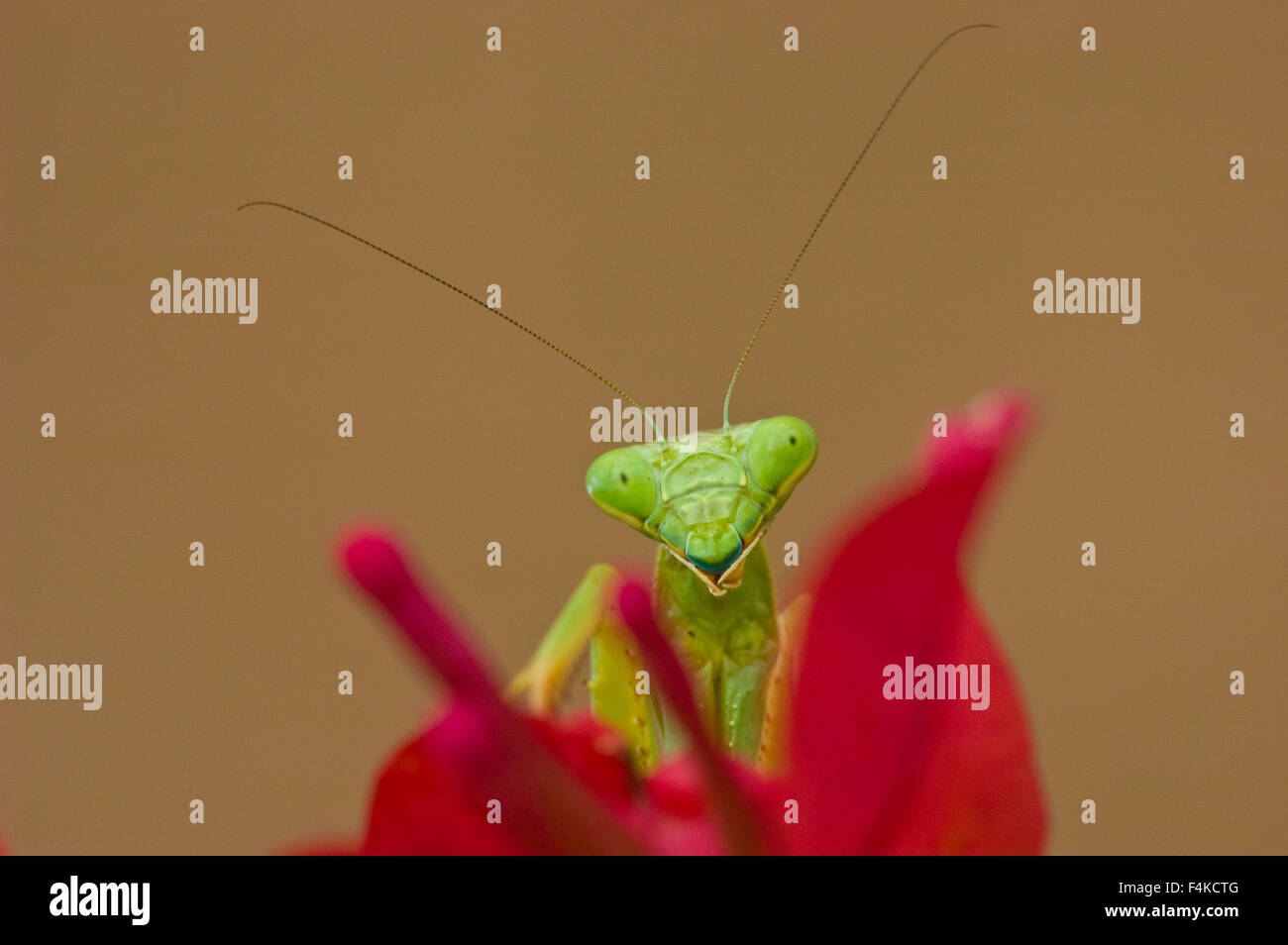 Carolina Mantis, (Stagmomantis carolina), Albuquerque, New Mexico, USA. Stock Photo