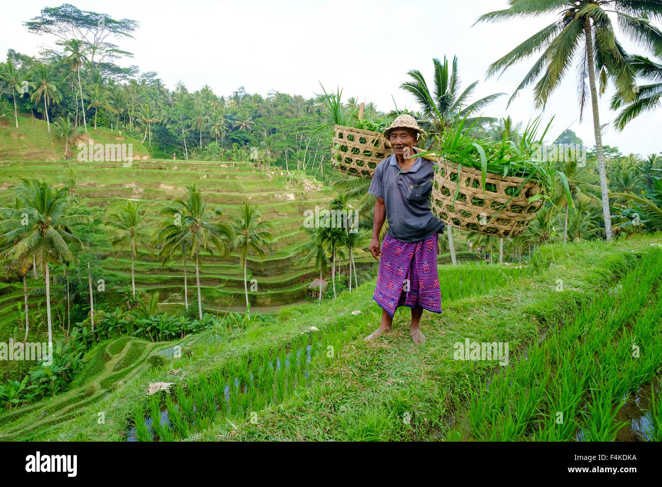 Unidentified traditional Balinese farmer crossing the paddy field in Tegallalang, Ubud, Bali. Stock Photo
