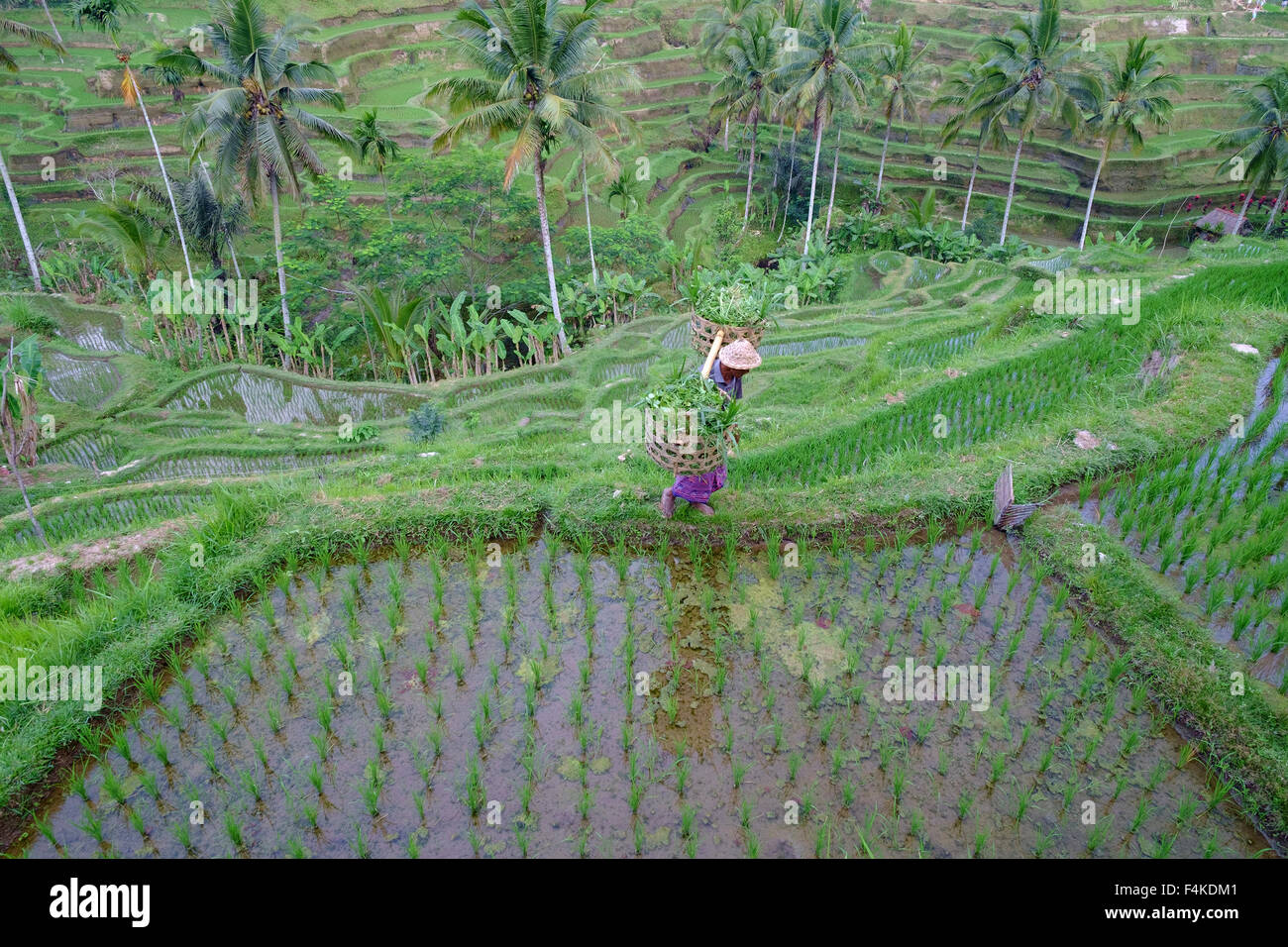 Unidentified traditional Balinese farmer crossing the paddy field in Tegallalang, Ubud, Bali. Stock Photo