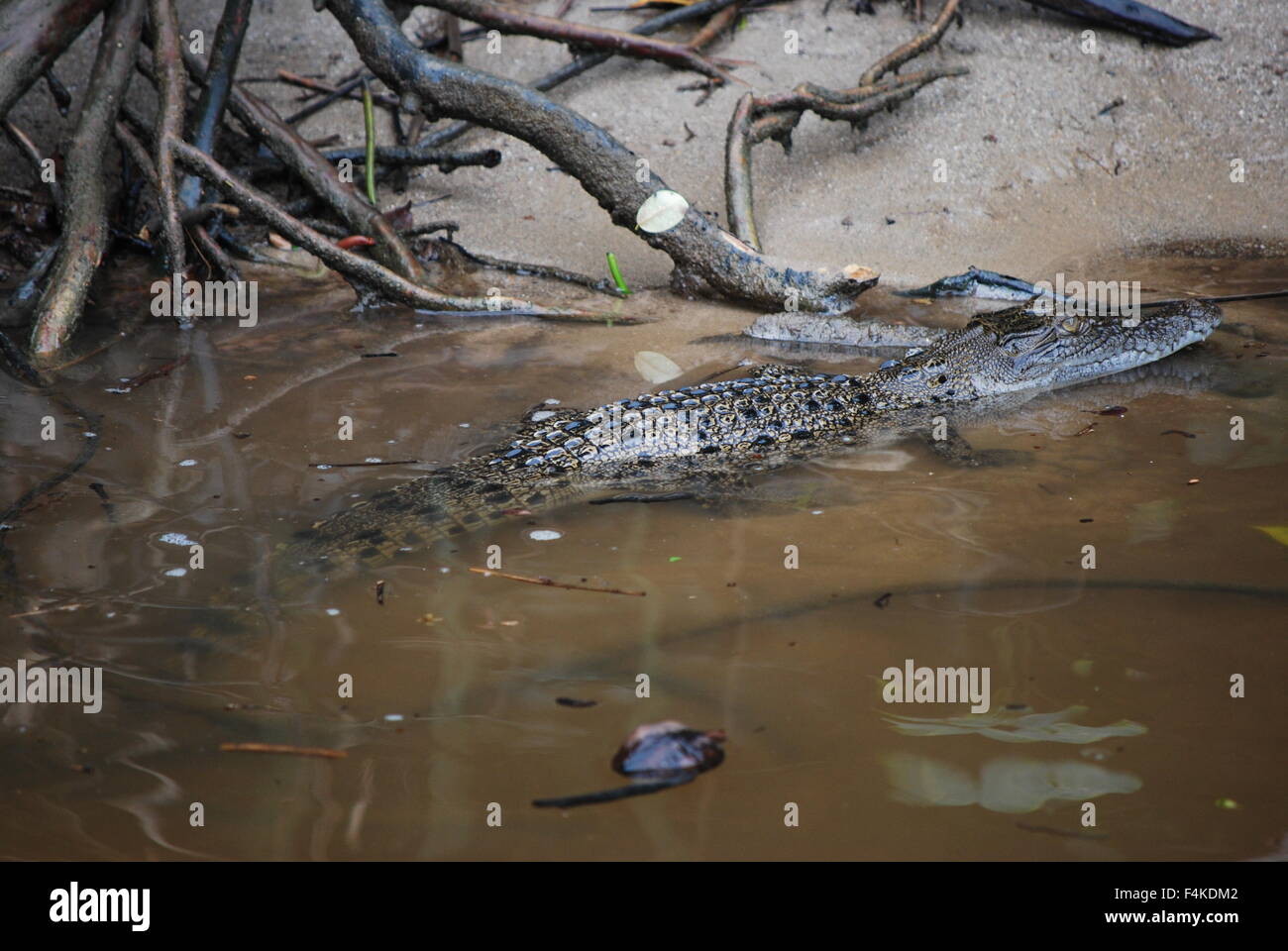 Freshwater crocodile at the Daintree river in Port Douglas, Queensland, Australia Stock Photo