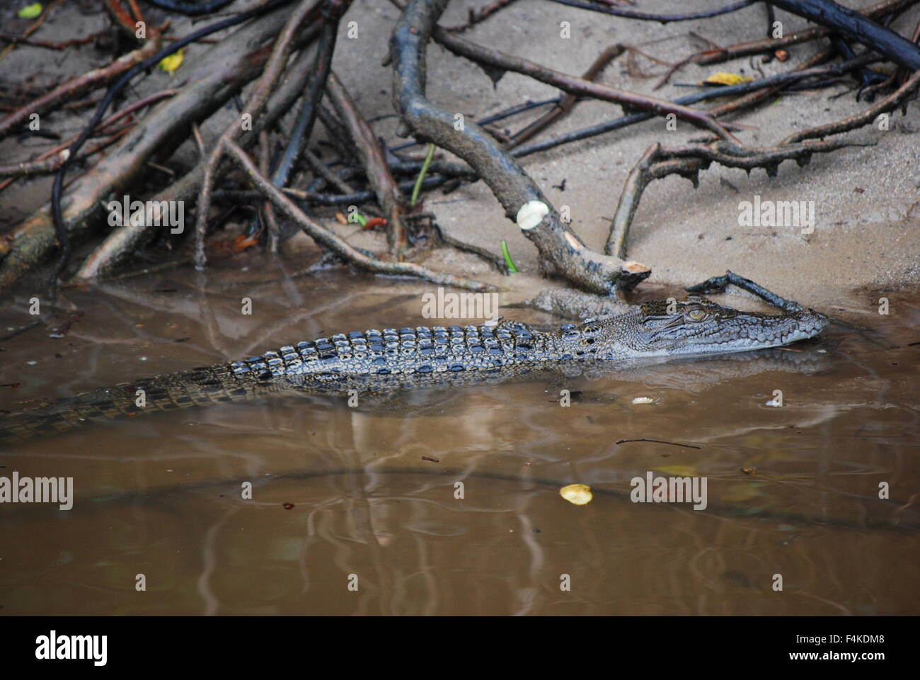 Freshwater crocodile at the Daintree river in Port Douglas, Queensland, Australia Stock Photo