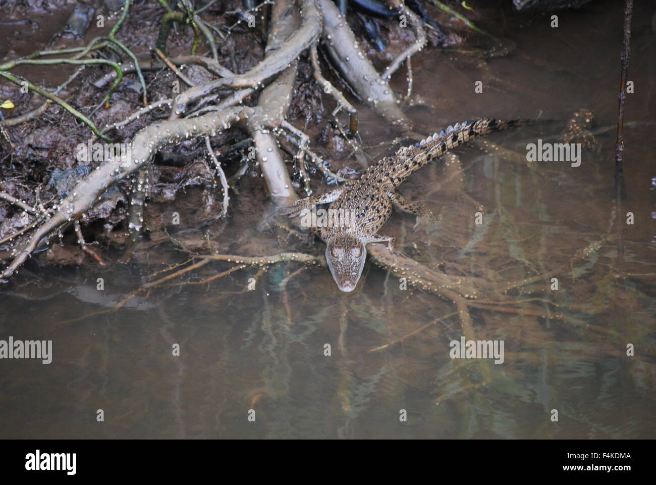 Freshwater crocodile at the Daintree river in Port Douglas, Queensland, Australia Stock Photo