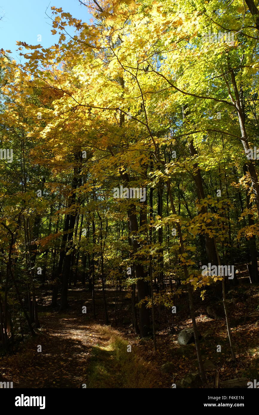 fall leaves in the hudson valley, cold spring new york photo by jen
