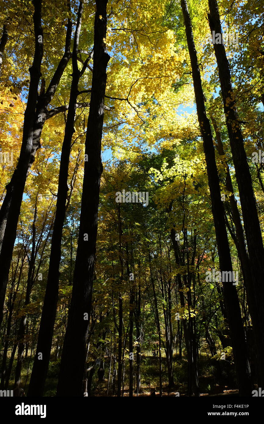 fall leaves in the hudson valley, cold spring new york photo by jen