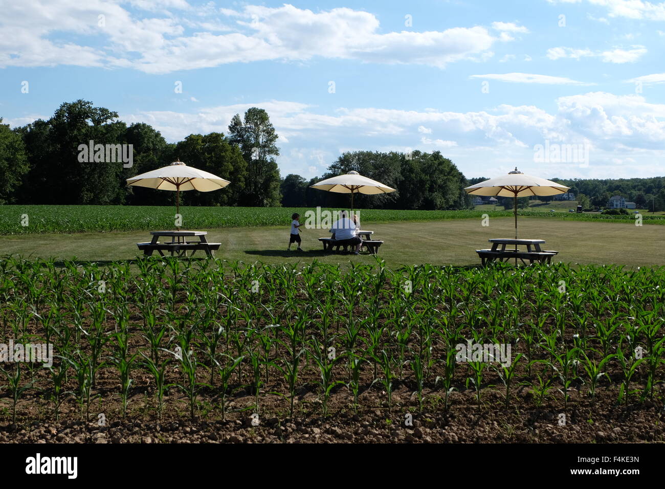 corn field in new paltz, ny photo by jen lombardo Stock Photo