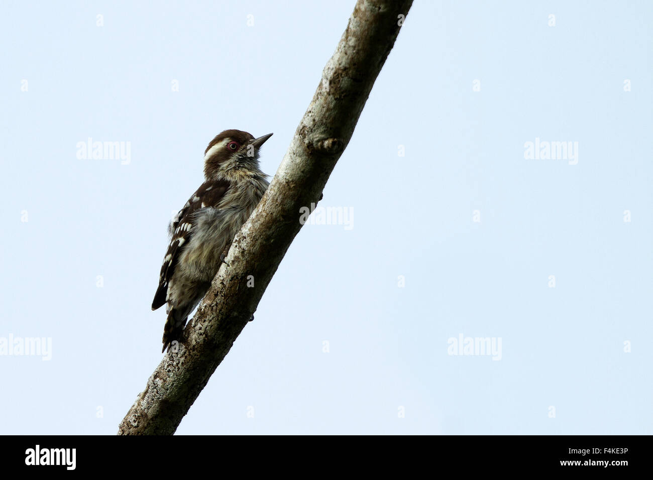 The grey-capped pygmy woodpecker (Picoides canicapillus) is an Asian bird species of in the woodpecker family (Picidae). Stock Photo
