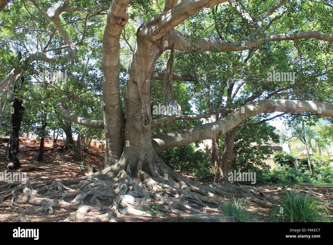 Tree trunk, bark, tree branches, leaves, sunlight Stock Photo