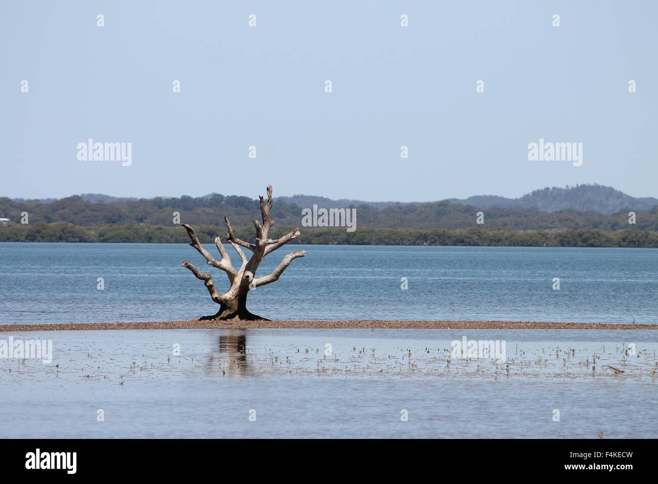 Mangrove, tide, bird, wildlife, tree trunk, Australia Stock Photo