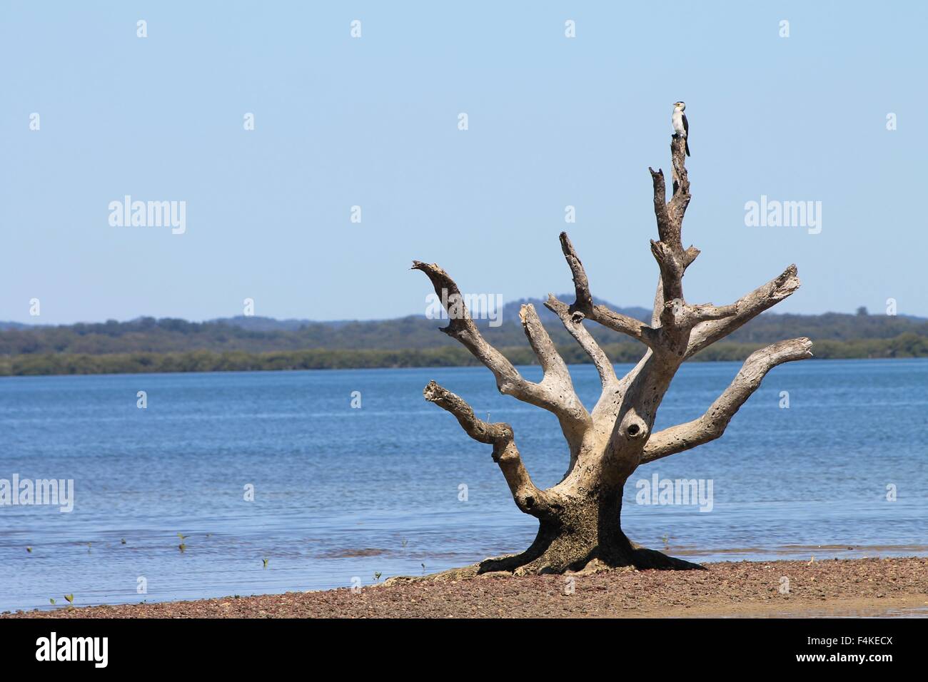Mangrove, tide, bird, wildlife, tree trunk, Australia Stock Photo