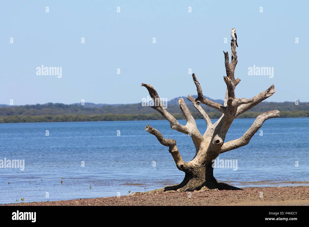 Mangrove, tide, bird, wildlife, tree trunk, Australia Stock Photo