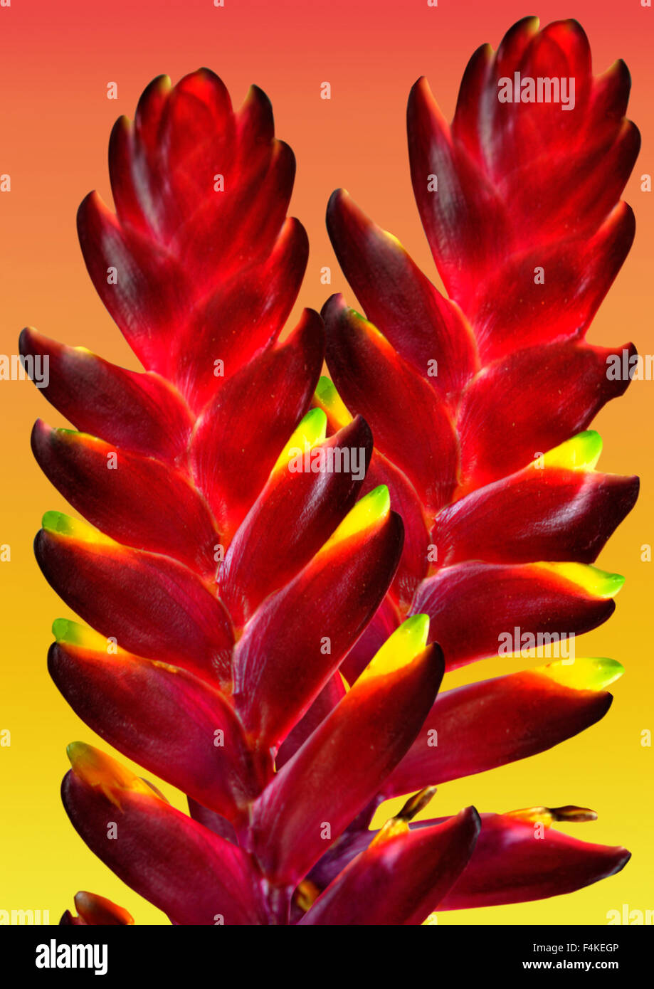 two vibrant bromeliad on yellow background Stock Photo