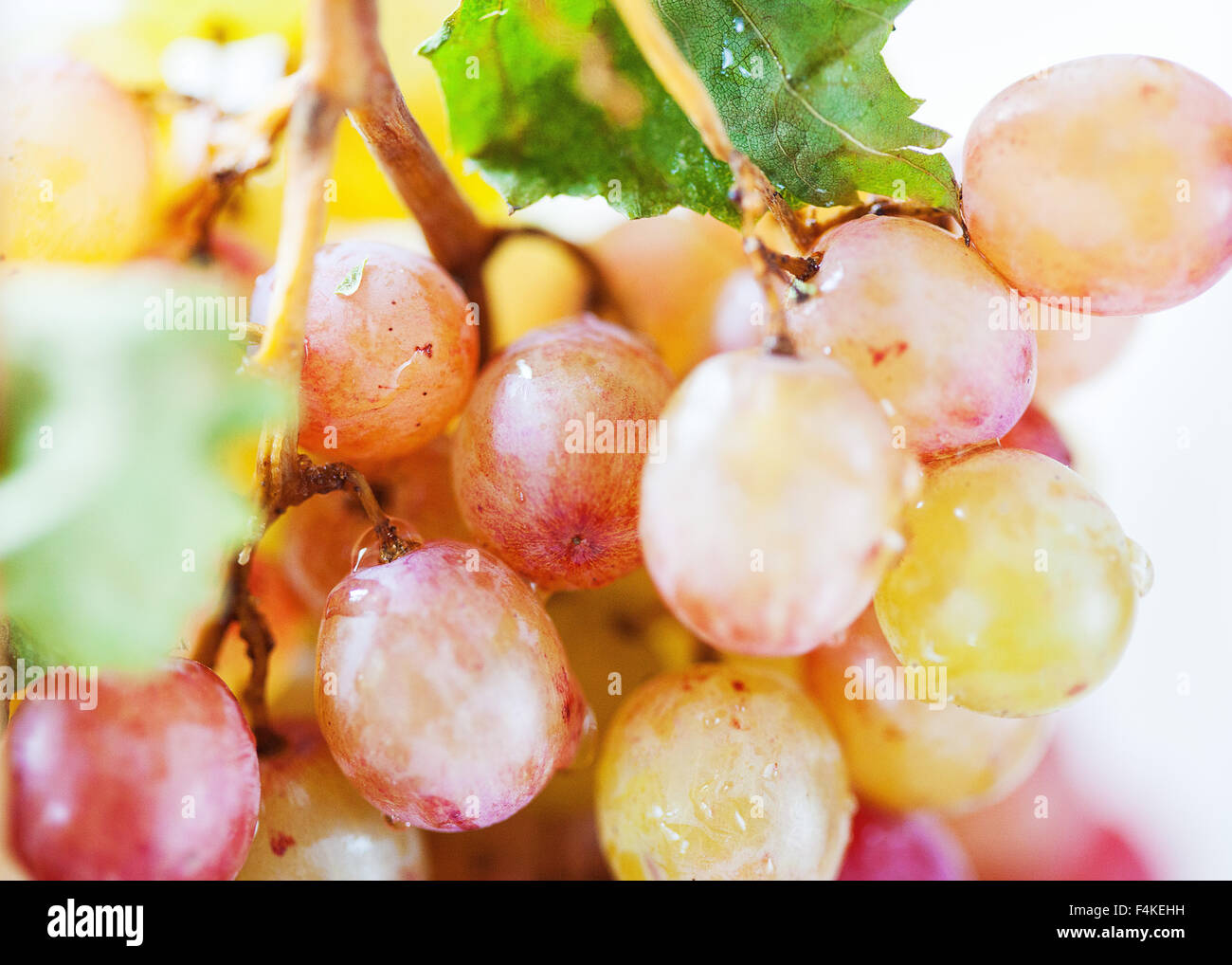 Organic grapes on the vine Stock Photo
