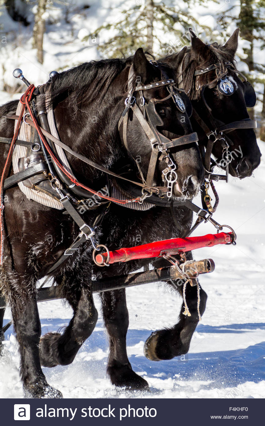 Horses Pulling Sleigh High Resolution Stock Photography and Images Alamy
