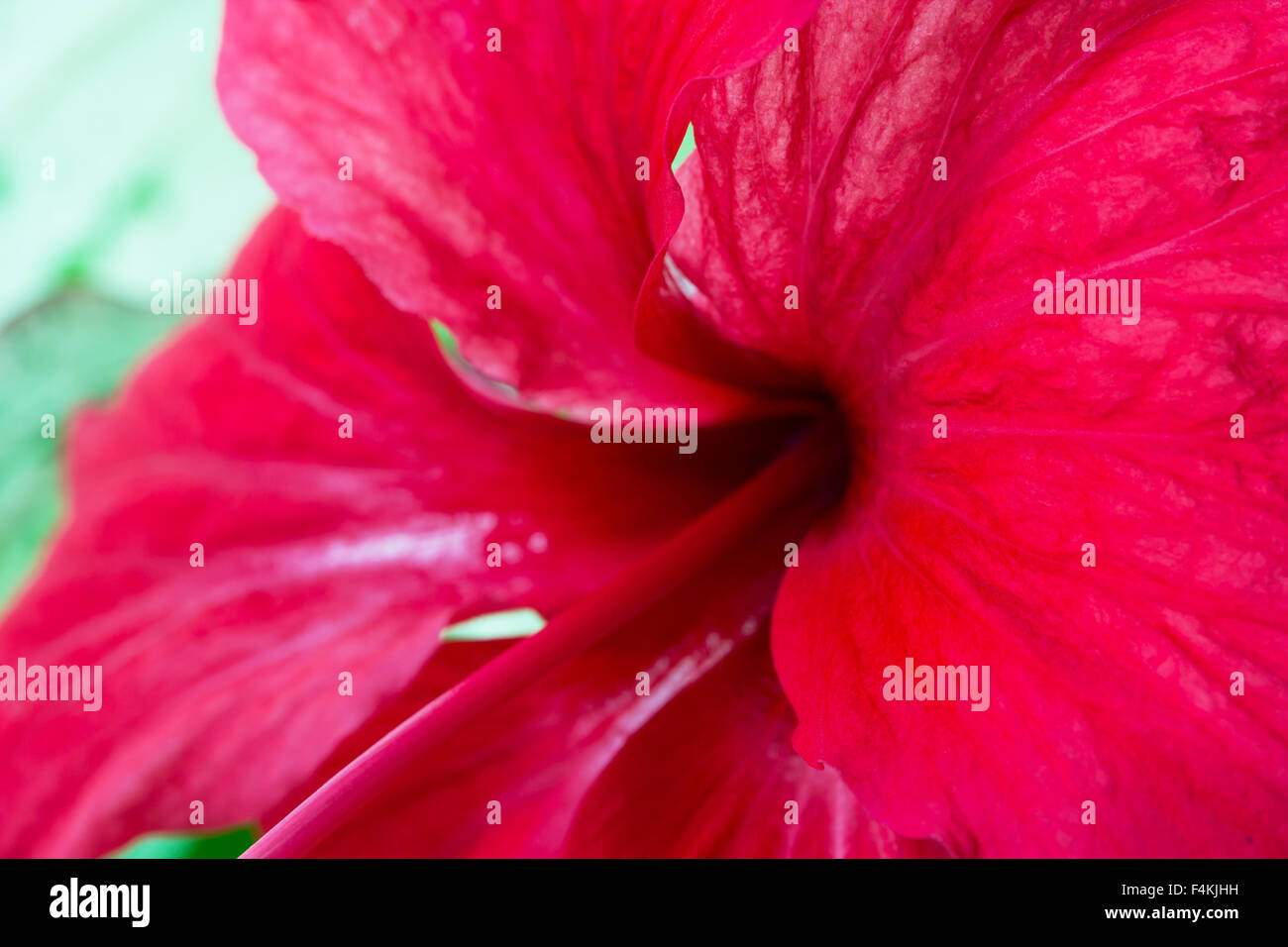 Detailed red 'Chinese Hibiscus' or 'China Rose' flower with macro shot Stock Photo