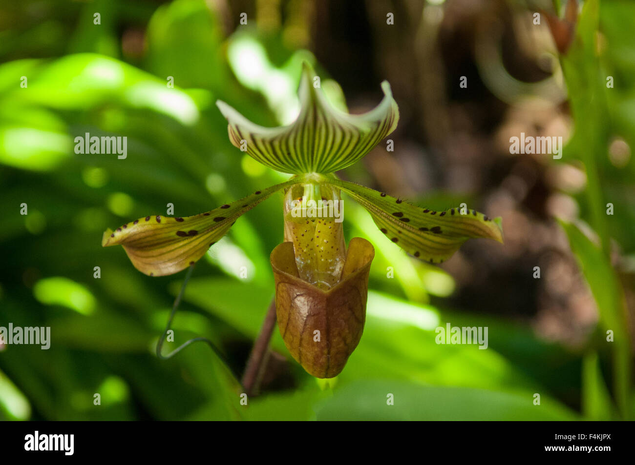 Paphiopedilum tonsum Orchid Stock Photo