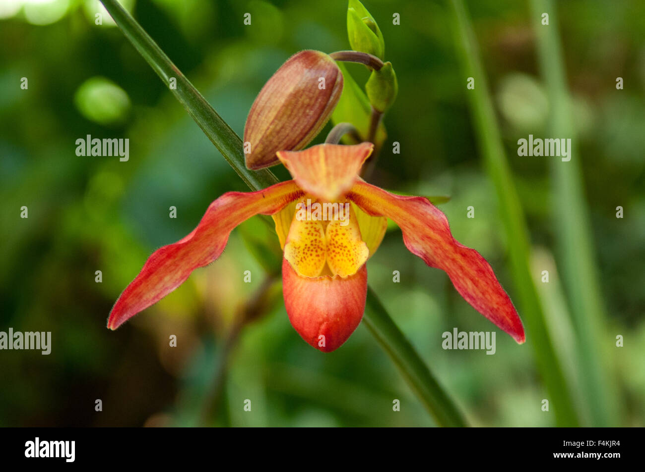 Phragmipedium Inca Embers Orchid Stock Photo