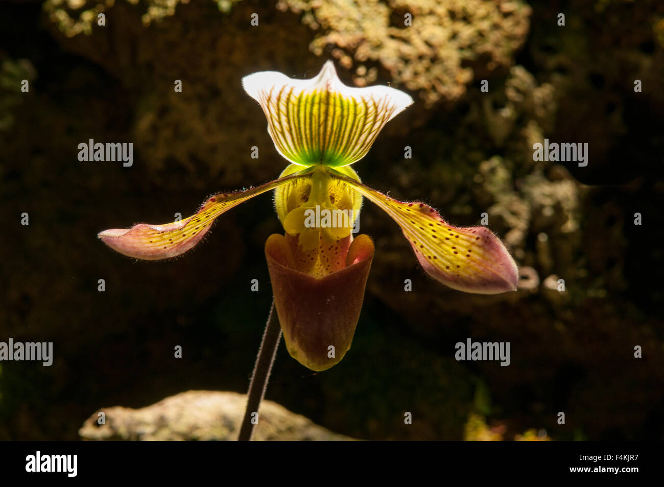 Paphiopedilum Makeda Orchid Stock Photo
