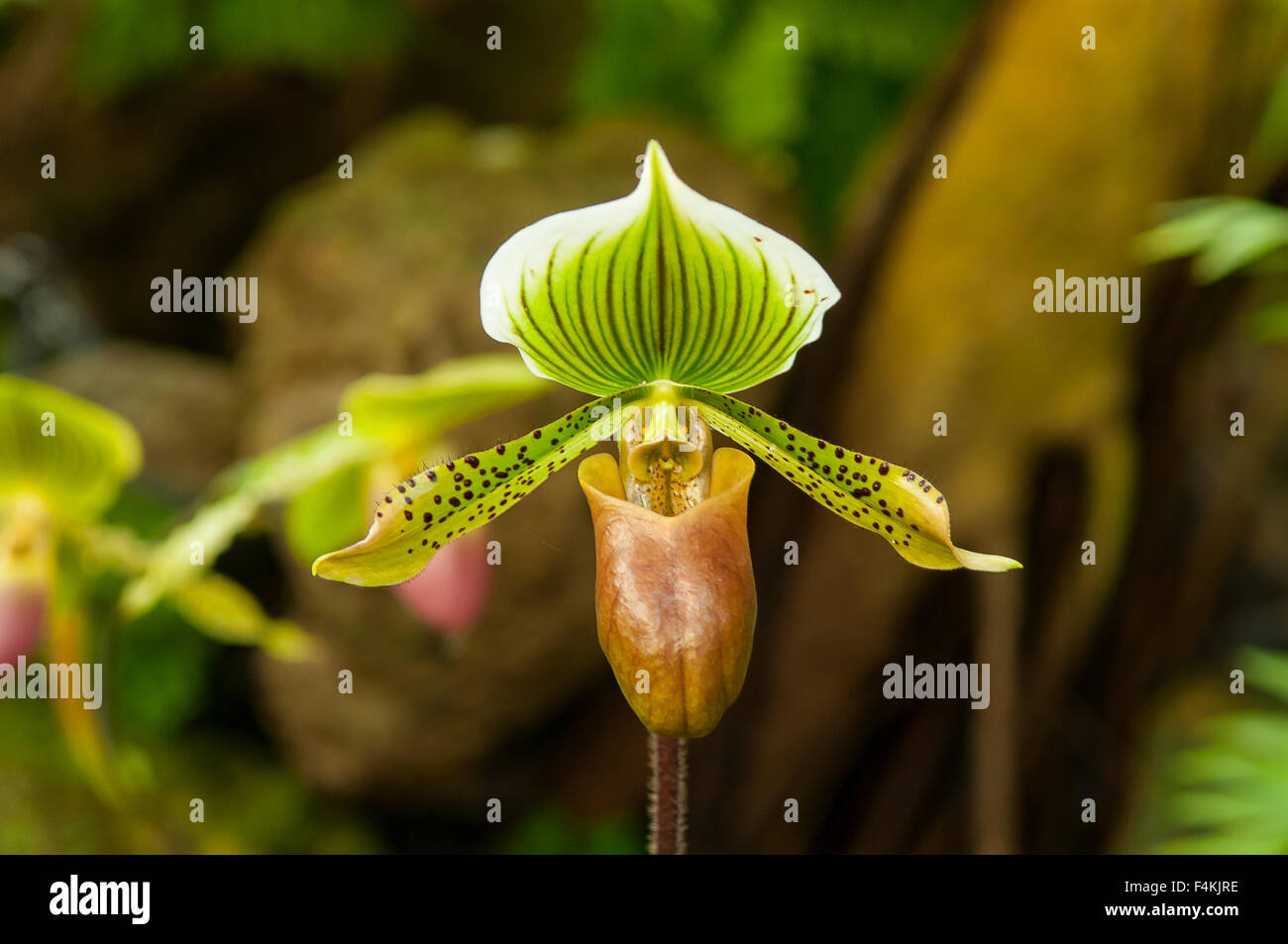 Paphiopedilum Zycleon Orchid Stock Photo