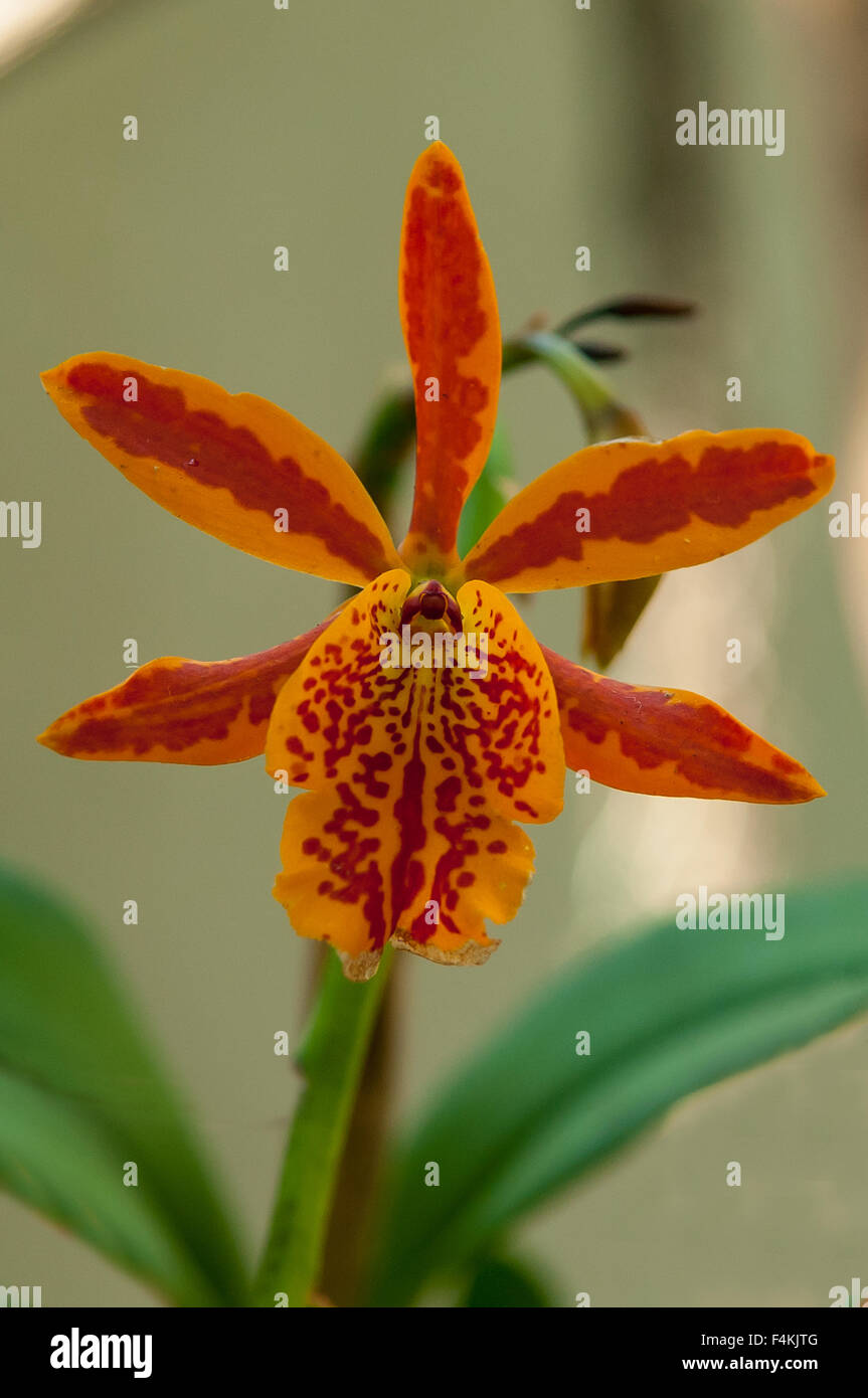 Epicatanthe Volcano Trick Orchid Stock Photo