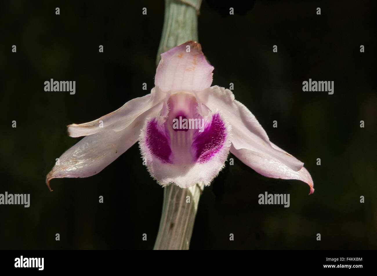 Dendrobium anosmum Orchid Stock Photo