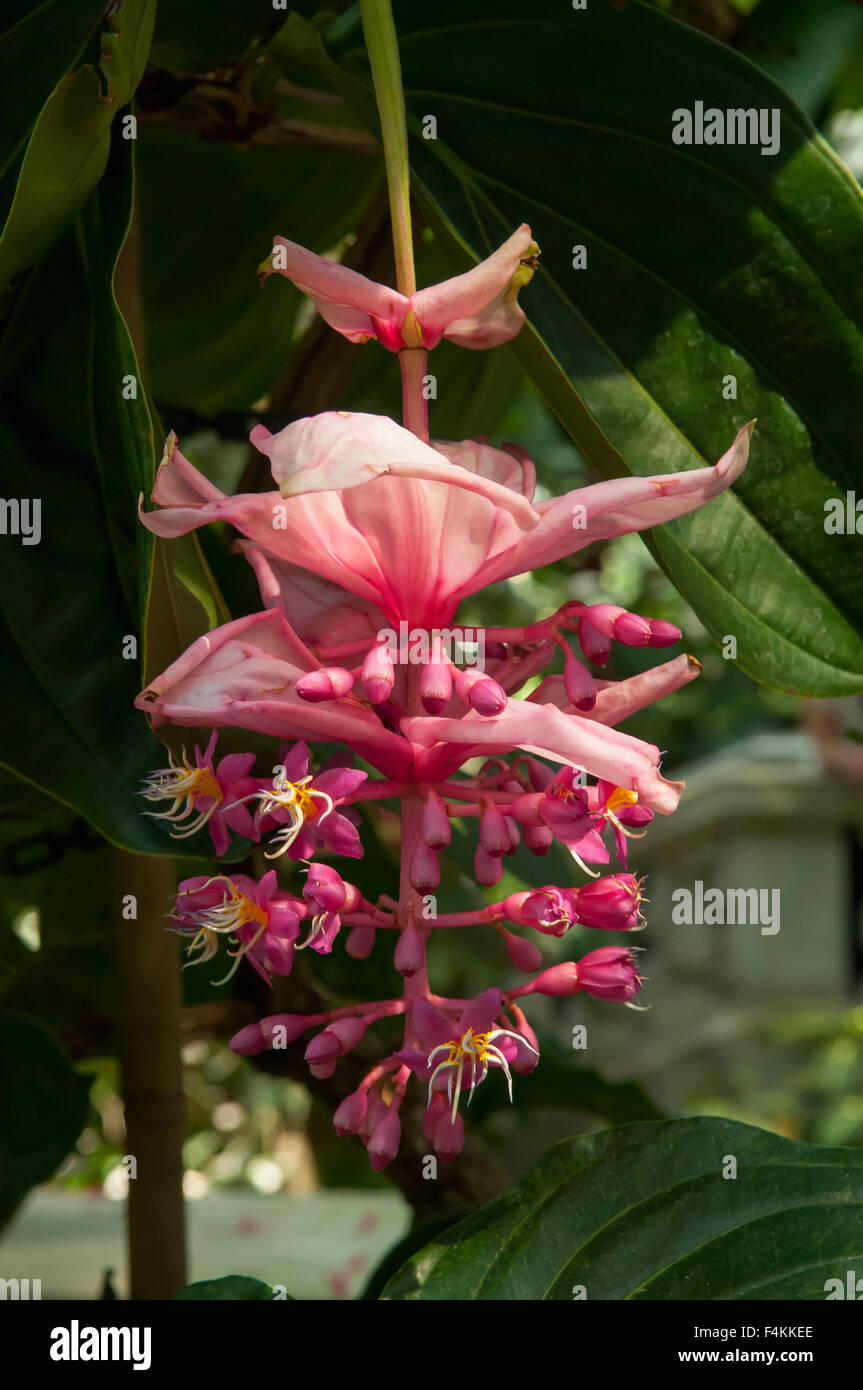Medinilla magnifica, Rose Grape Stock Photo - Alamy
