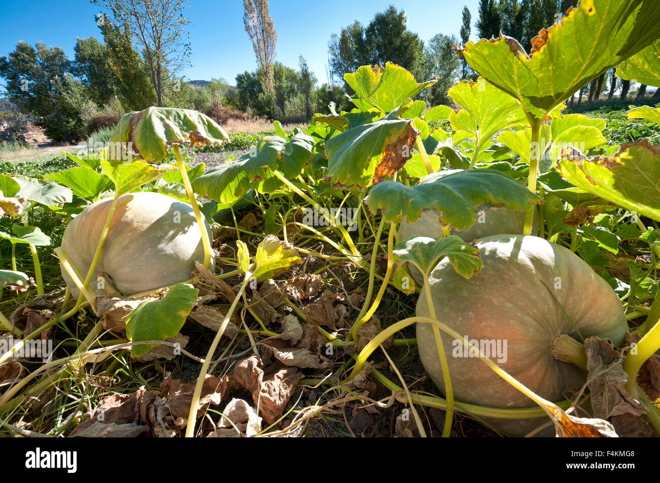 Pumpkin over the soil in a traditional vegetable garden Stock Photo - Alamy