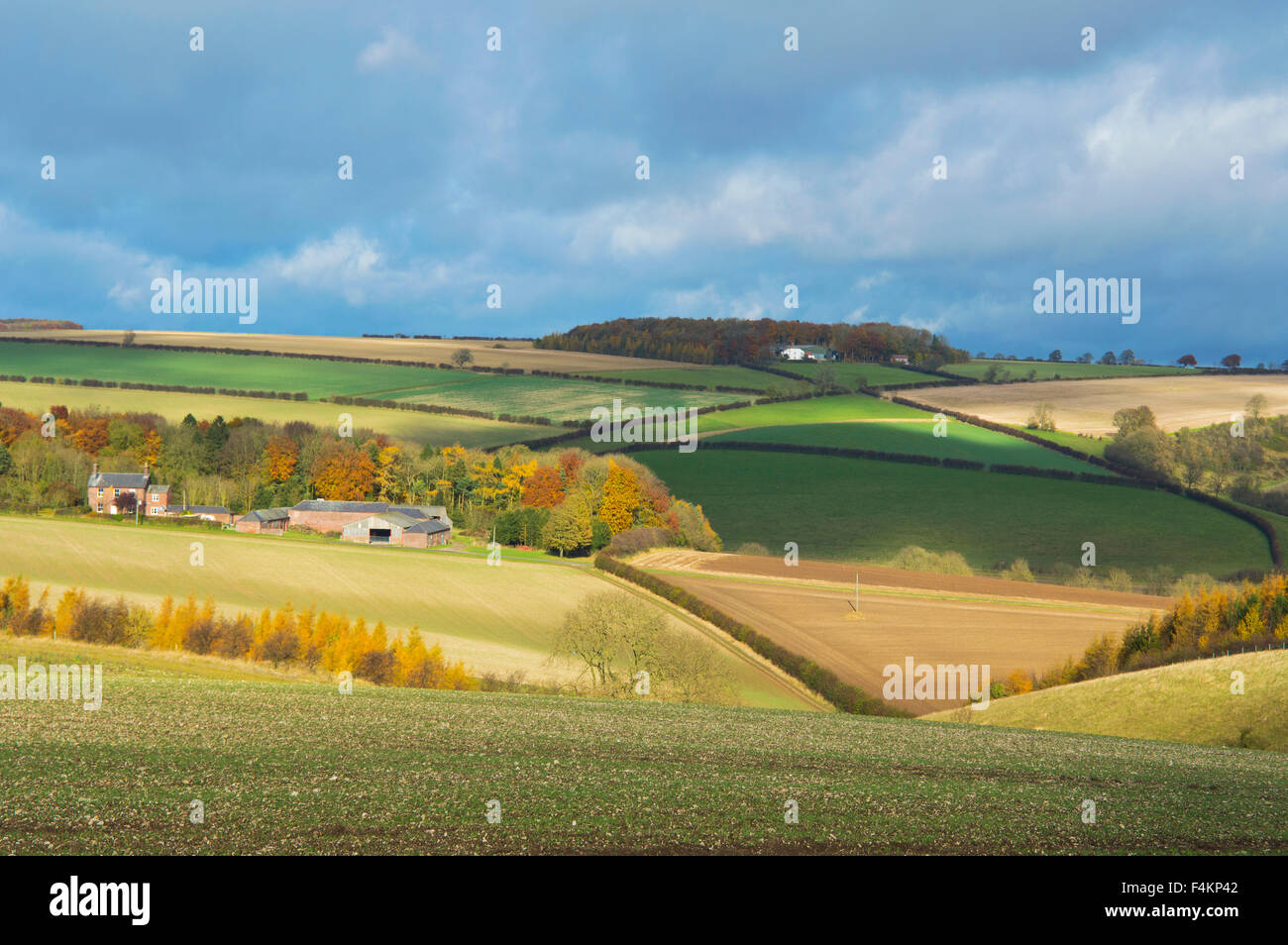 Landscape, farming, pastoral, near Fimber, Sledmere,    East;  Yorkshire,  Wolds, England Stock Photo