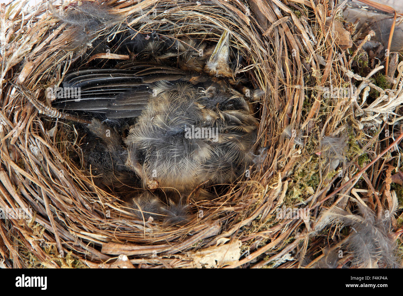 dead blackbird chick  in nest Stock Photo