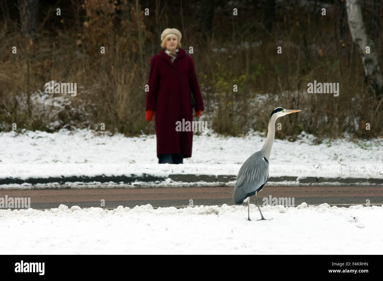 Face to Face with Grey Heron, Solna, Sweden Stock Photo