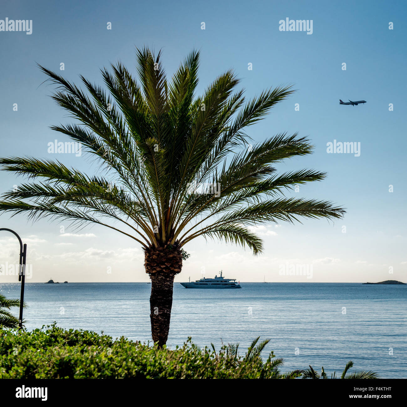 Palm tree over blue sea and sky background Stock Photo - Alamy