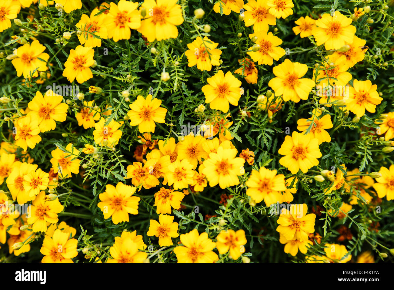 Yellow marigolds as colorful background in closeup Stock Photo