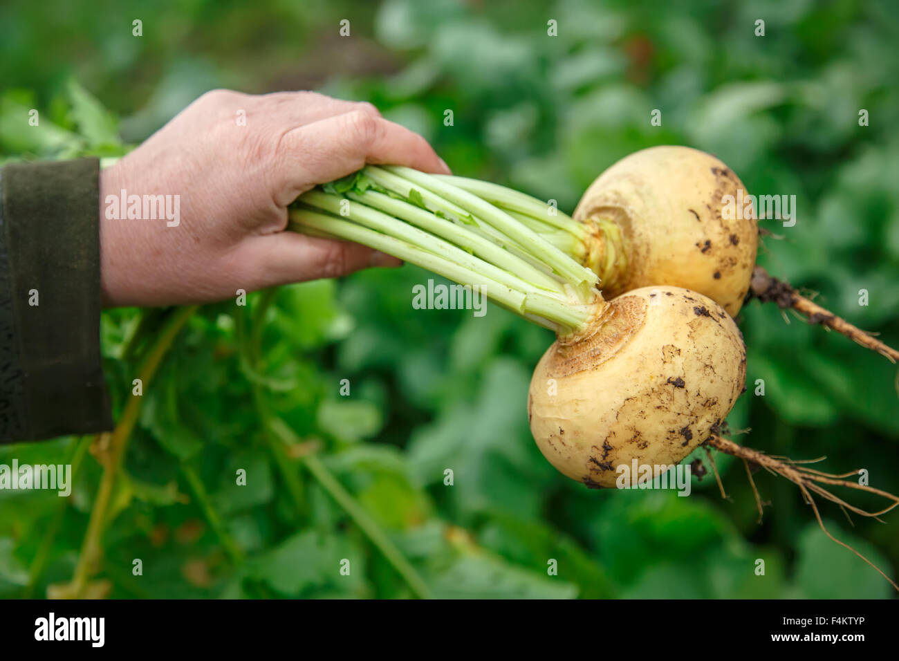 Female hand holding young turnips in closeup Stock Photo Alamy