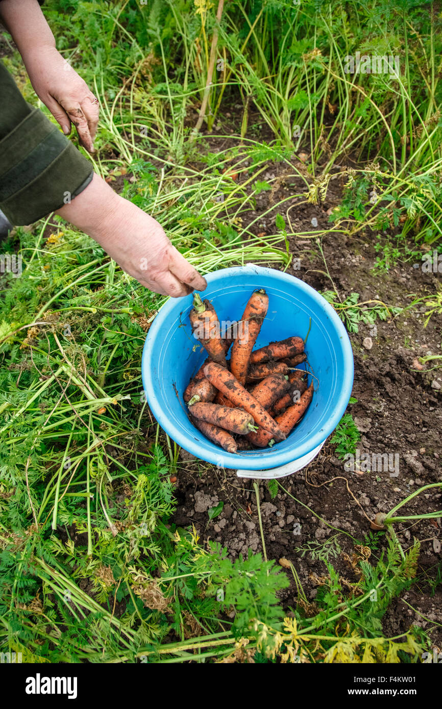 Blue bucket with carrot on grass background Stock Photo Alamy