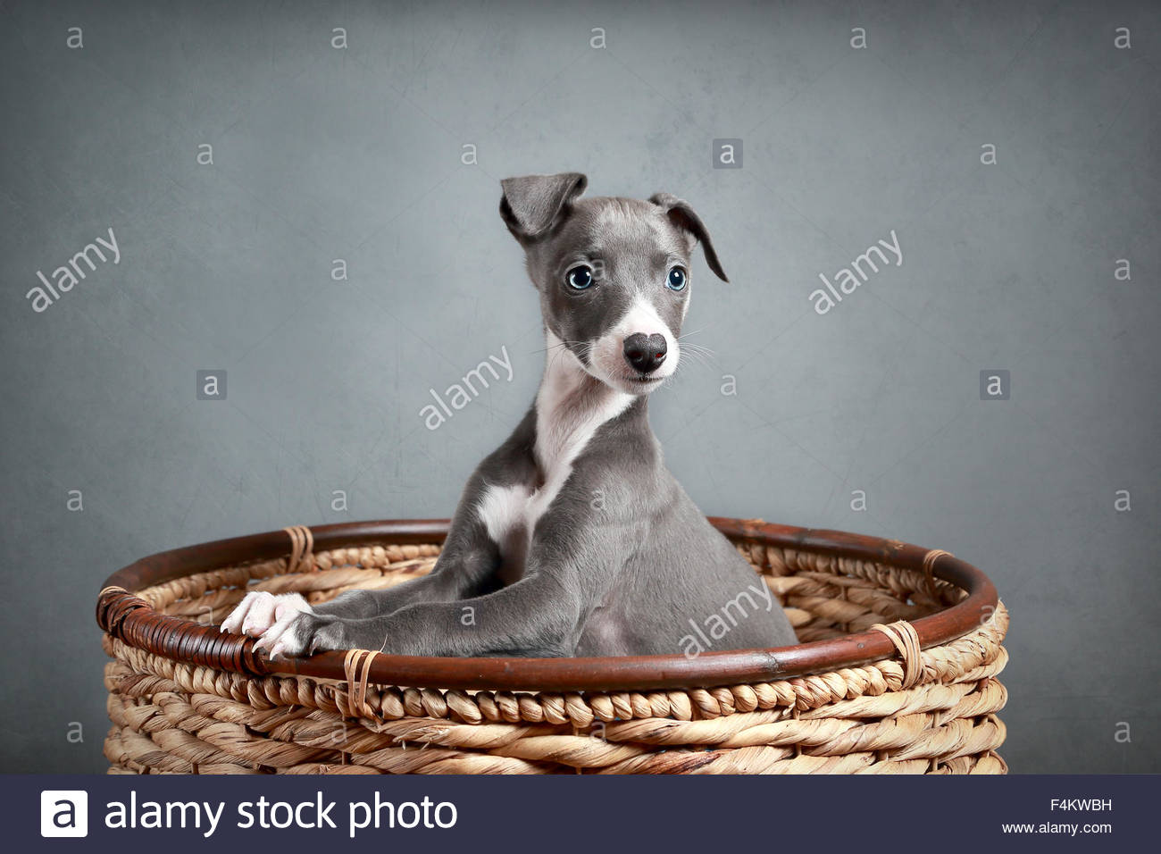 Grey Blue Whippet Puppy Peering Out Over Wicker Basket Beautiful