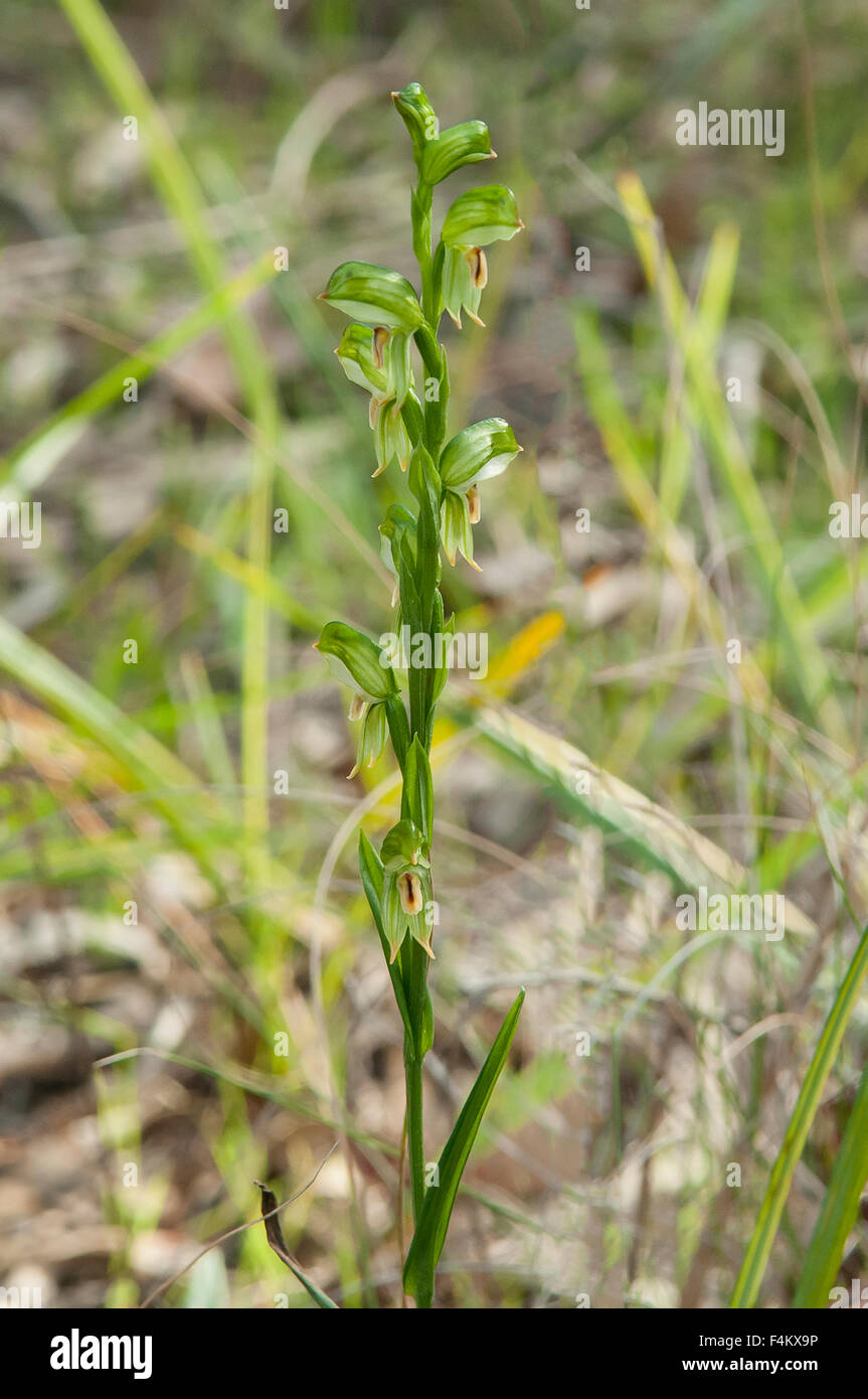 Pterostylis sp. aff. melagramma, Dainty Greenhood Orchid Stock Photo