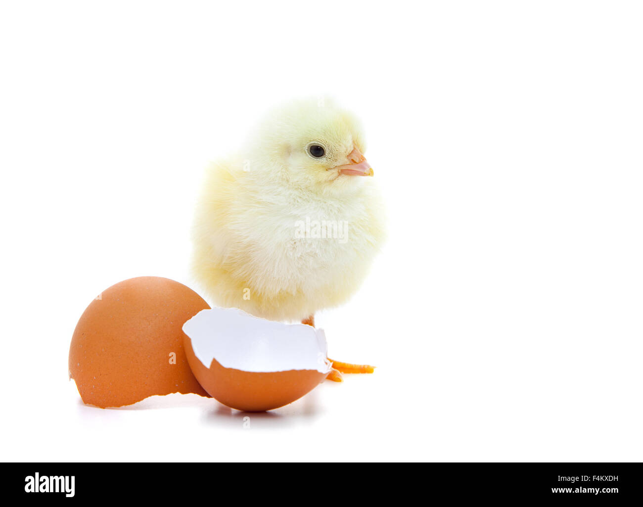 Cute little chick. All on white background Stock Photo - Alamy