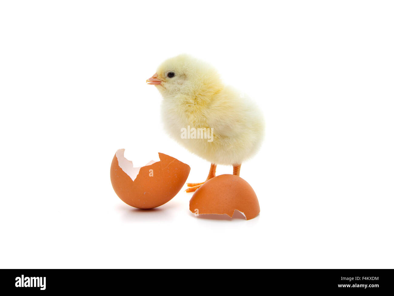 Cute little chick. All on white background Stock Photo - Alamy
